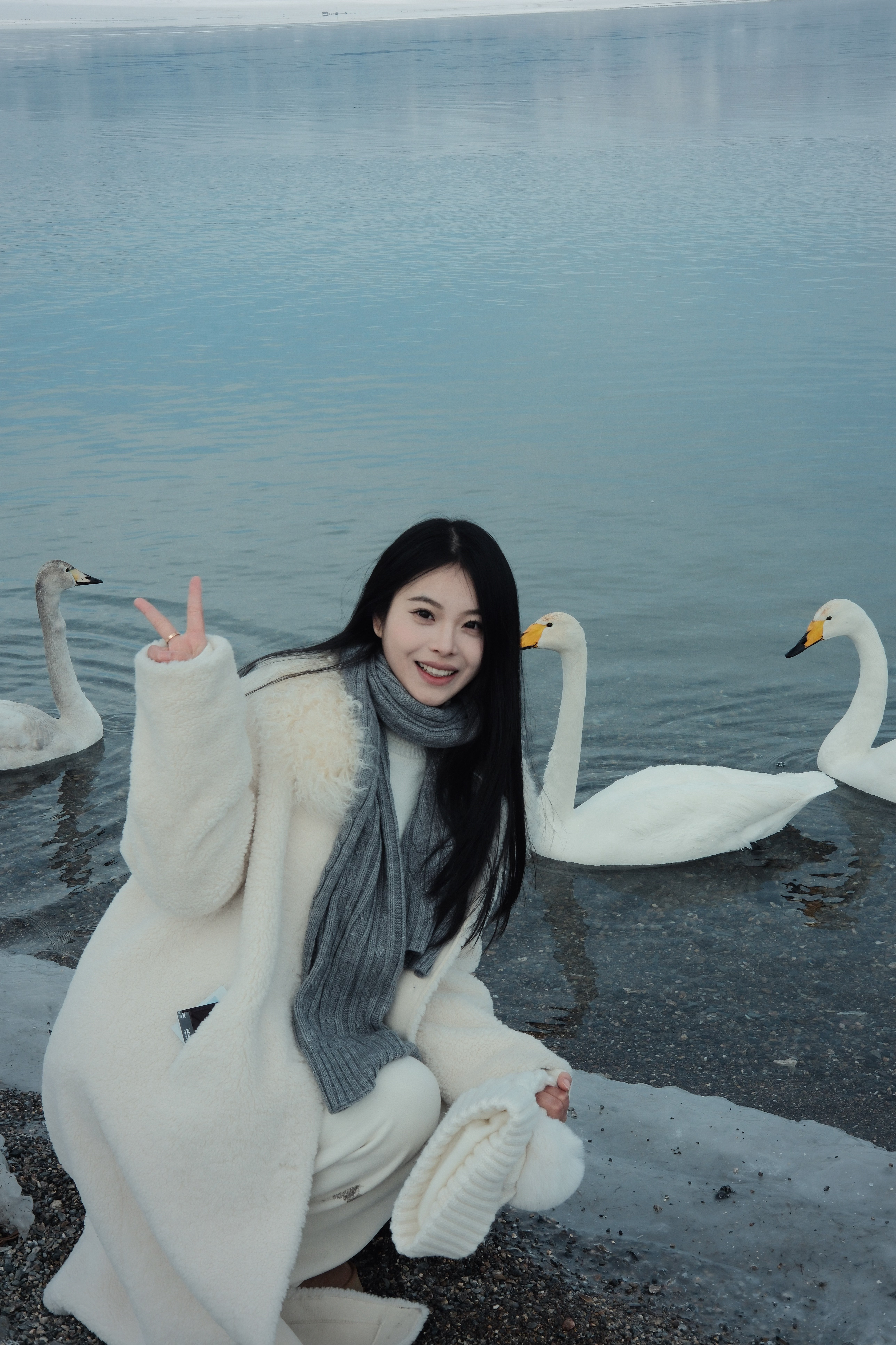 在赛里木湖追天鹅🦢