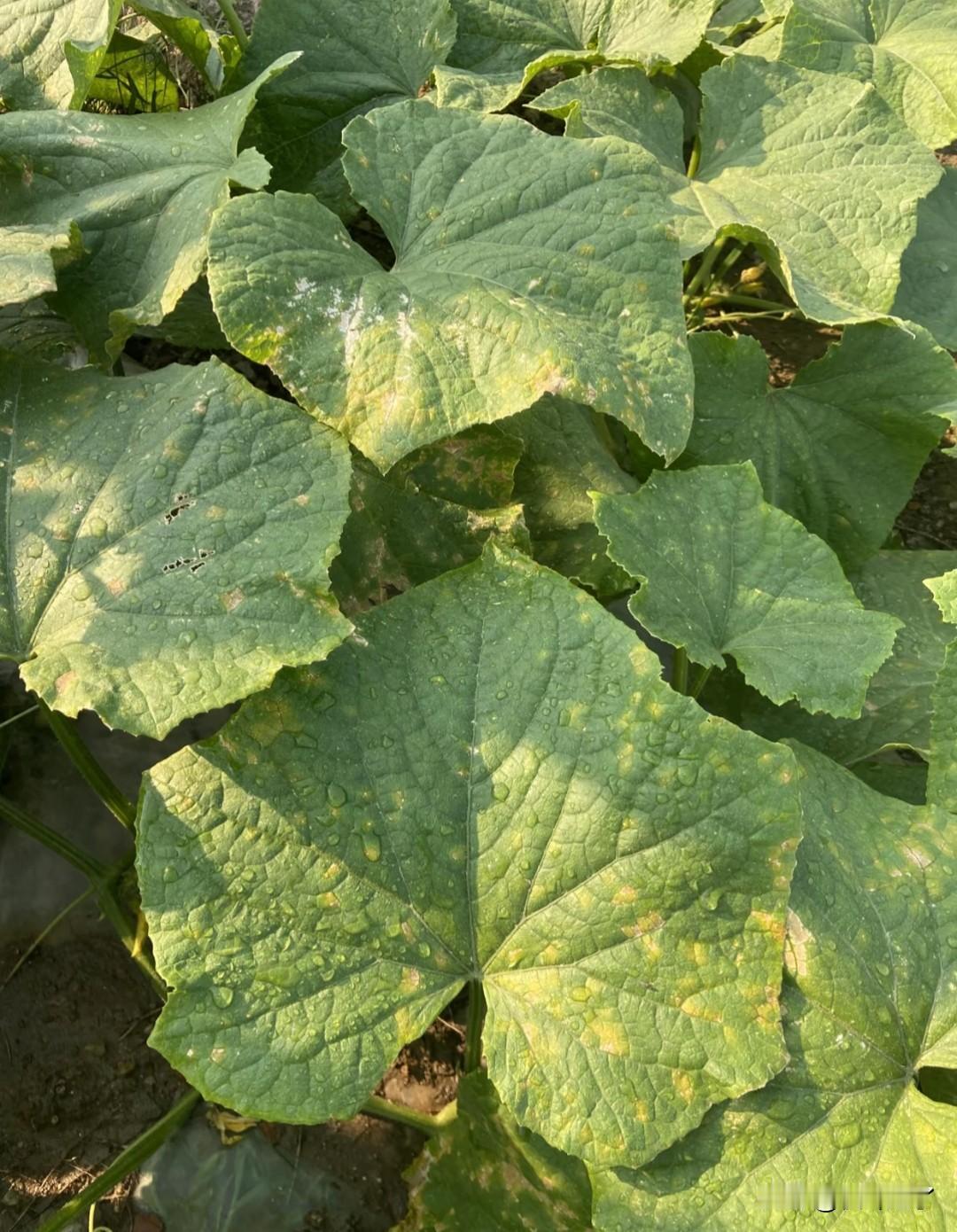 种过菜才知道，种菜根本离不开农药，不打农药，菜根本长不成，产量低，挂果还不好看。