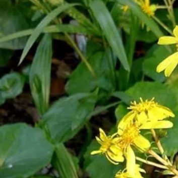 ‎种植🥀大吴风草的种植方法1.选择合适的种植时间：大吴风草适合在春季和秋季种