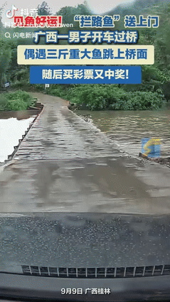 “这就是命啊！”10日报道，广西桂林一男子驾车过桥时，有条3斤重的大鱼主动跳到车