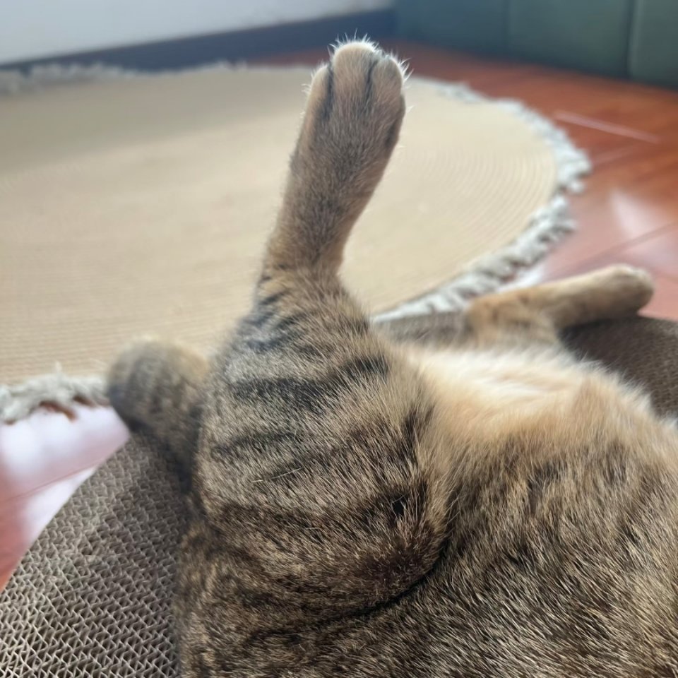 萌宠这是鸡腿还是鸭腿？