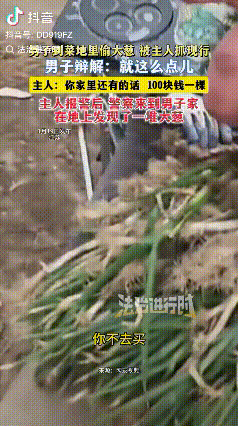 “闹心！”江苏南通，一位菜农大姐到自家菜地照看，刚进地就傻了眼，地里的大葱被薅得