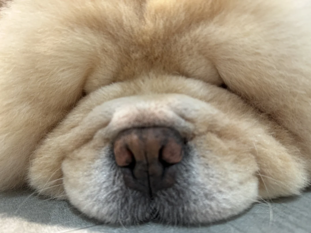 小狗狗睡觉的时候也太可爱了吧