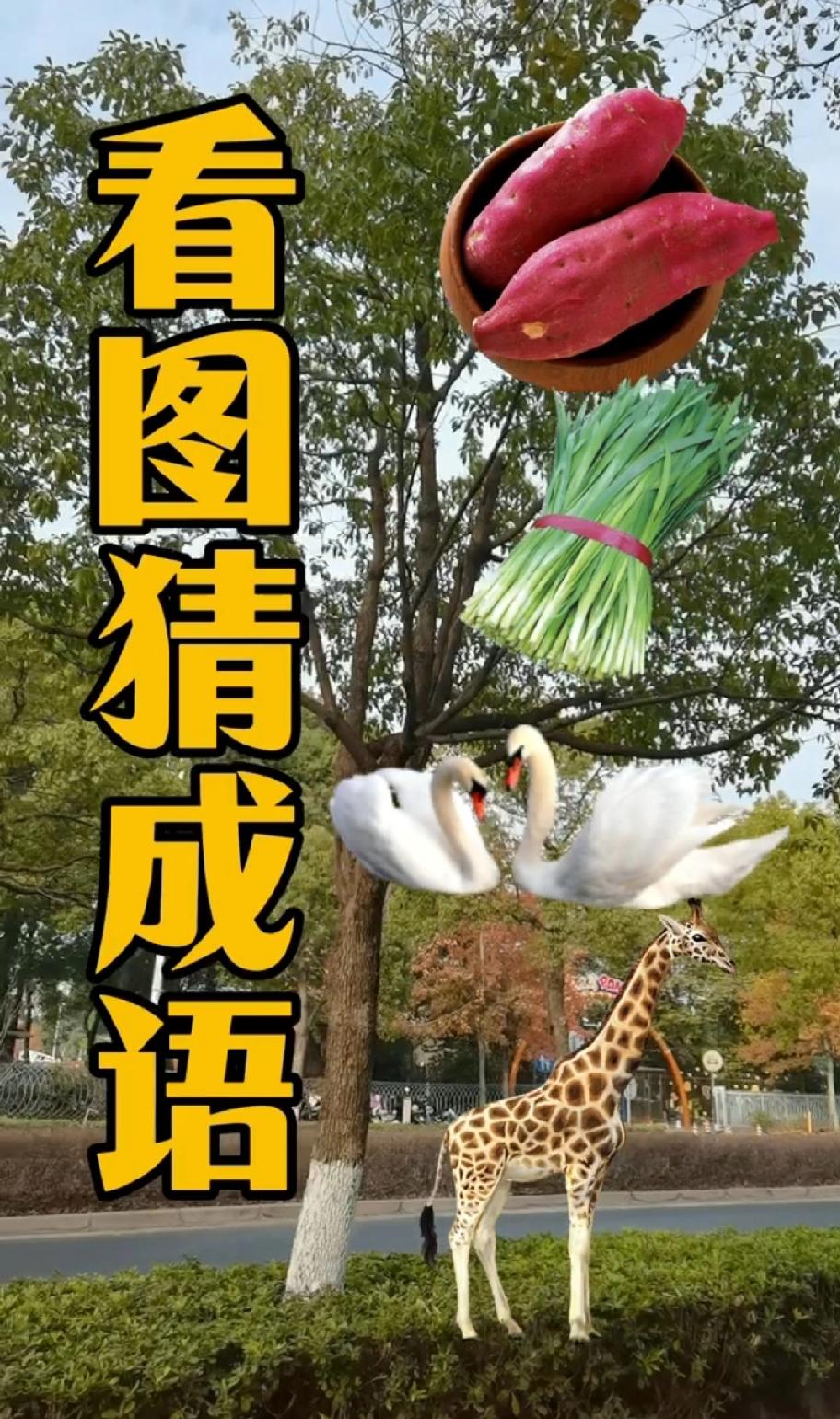 全网都在猜的成语题：红薯韭菜天鹅长颈鹿，答案到底是啥？评论区晒答案！