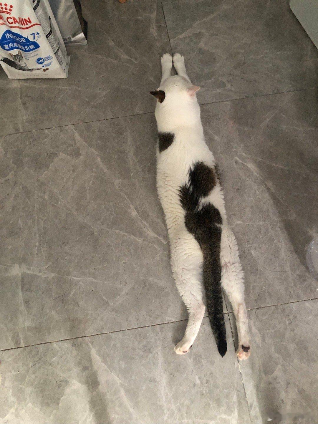 一条猫子​​​