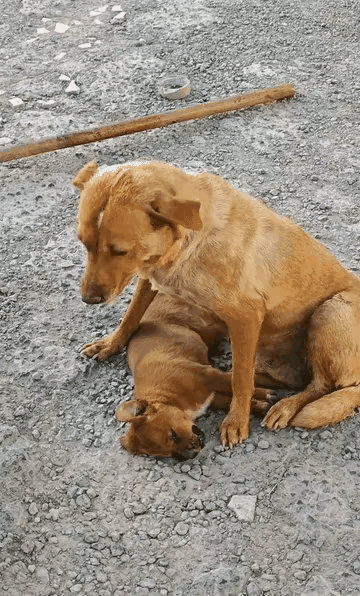 它叼着半块馒头奔回来，却只抱住了冰冷的孩子寒风卷着垃圾碎屑滚过街角，狗妈妈