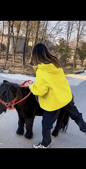 可怜的小马驹刚刚断奶便被主人牵出来赚钱。它虽然看起来很健壮，但让没屁股高的小马