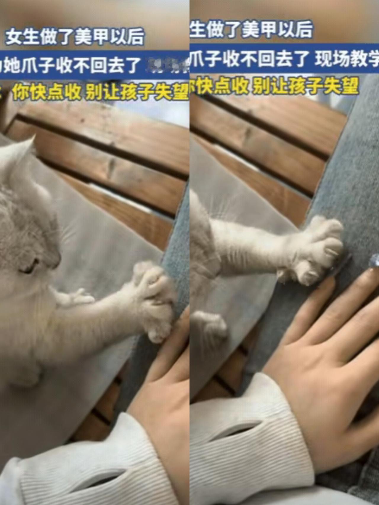 太有灵性了！女生做了美甲回家，猫咪看到后，竟然以为她爪子收不回去了，直接