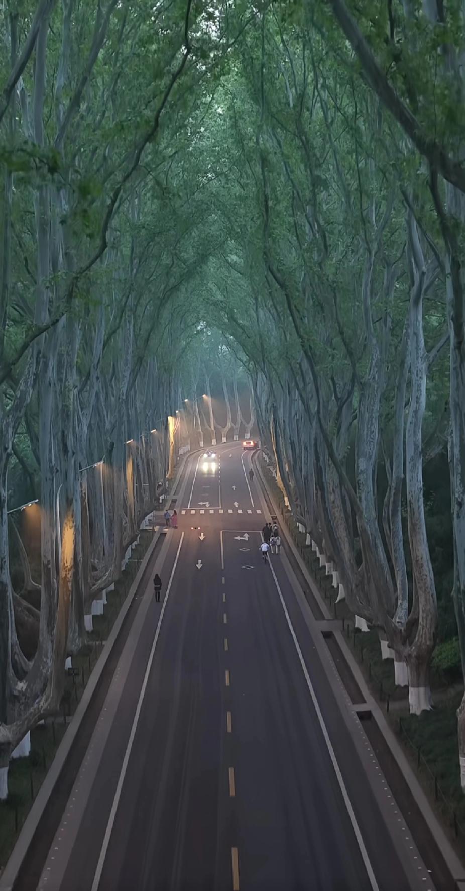 国内各大城市最著名的景观大道：1.南京梧桐大道（梧桐花）2.昆明教场中路（蓝