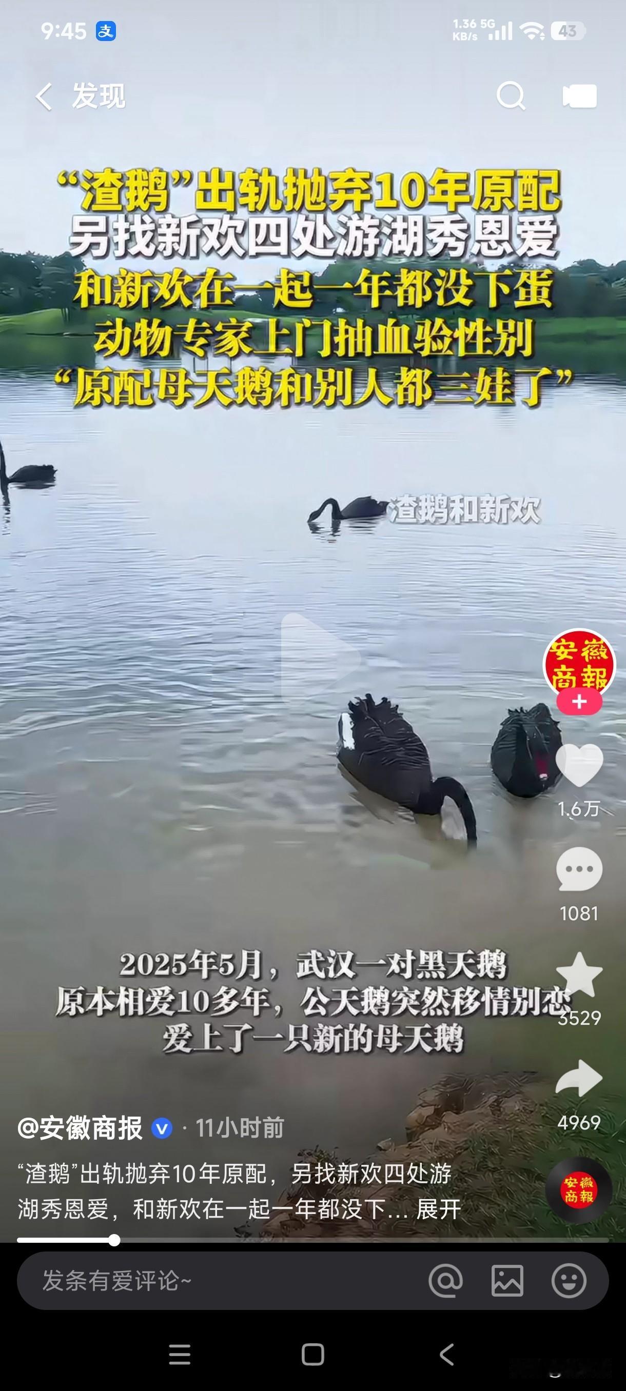 渣鹅出轨抛弃10年原配，另找新欢四处游湖秀恩爱，渣鹅和新欢在一起一年多不见下蛋，