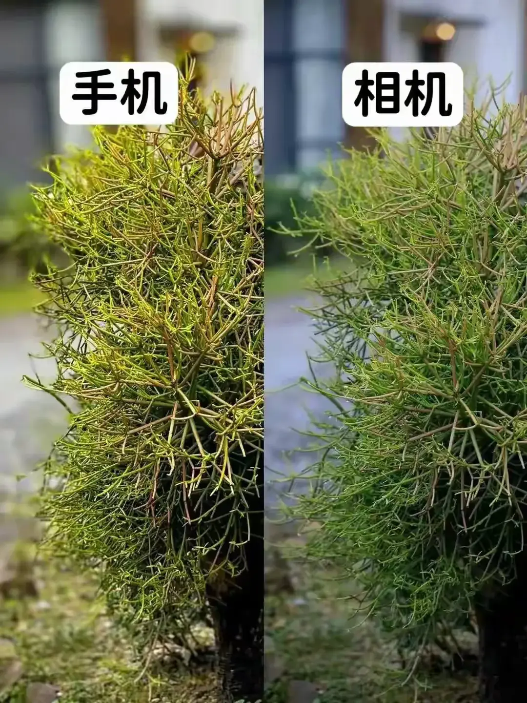 手机像素再好，永远也比不了相机