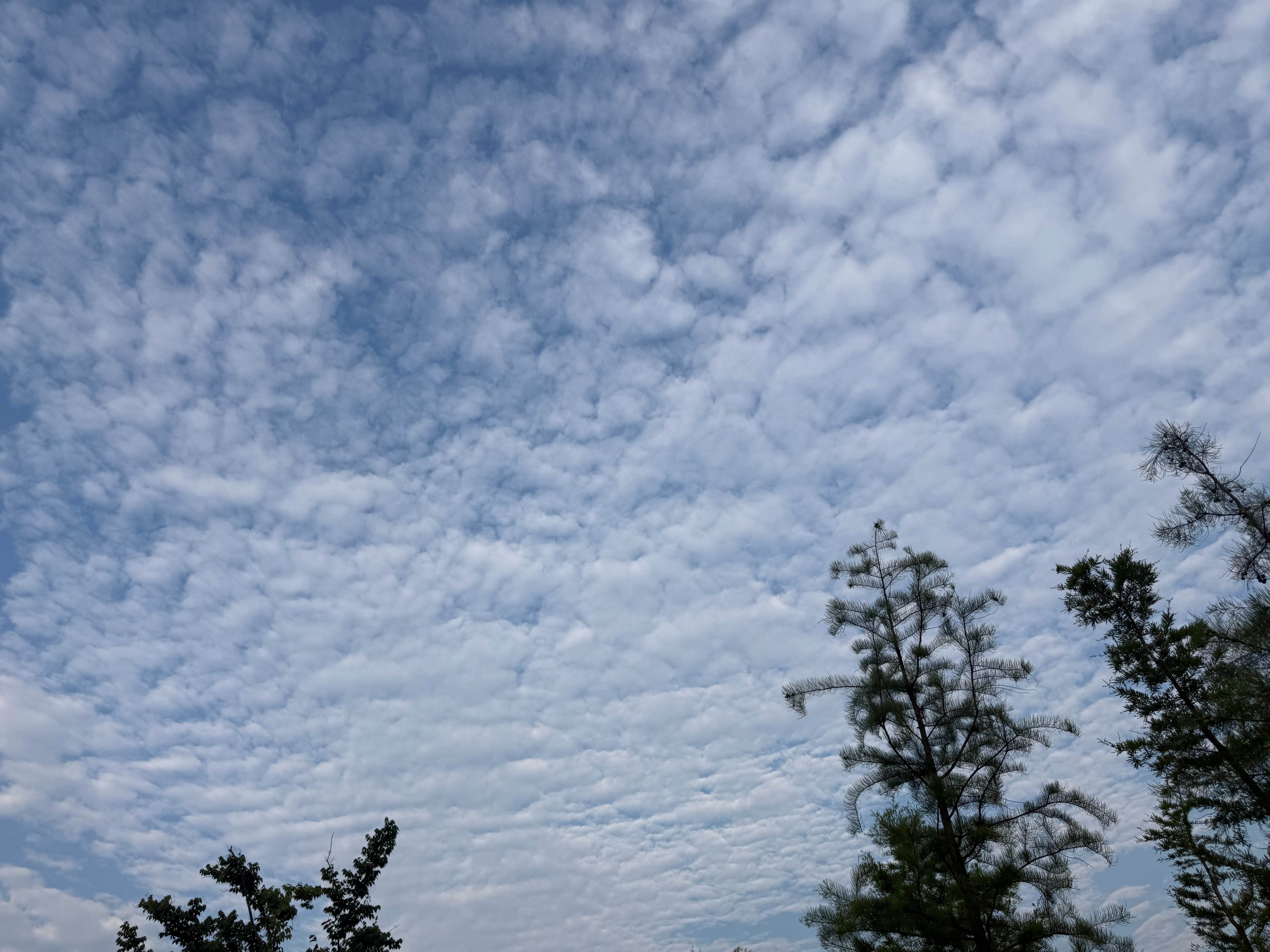 跑步跑步日记：2026年6月11日星期四，每天跑步一公里，连续不间断跑步打卡=