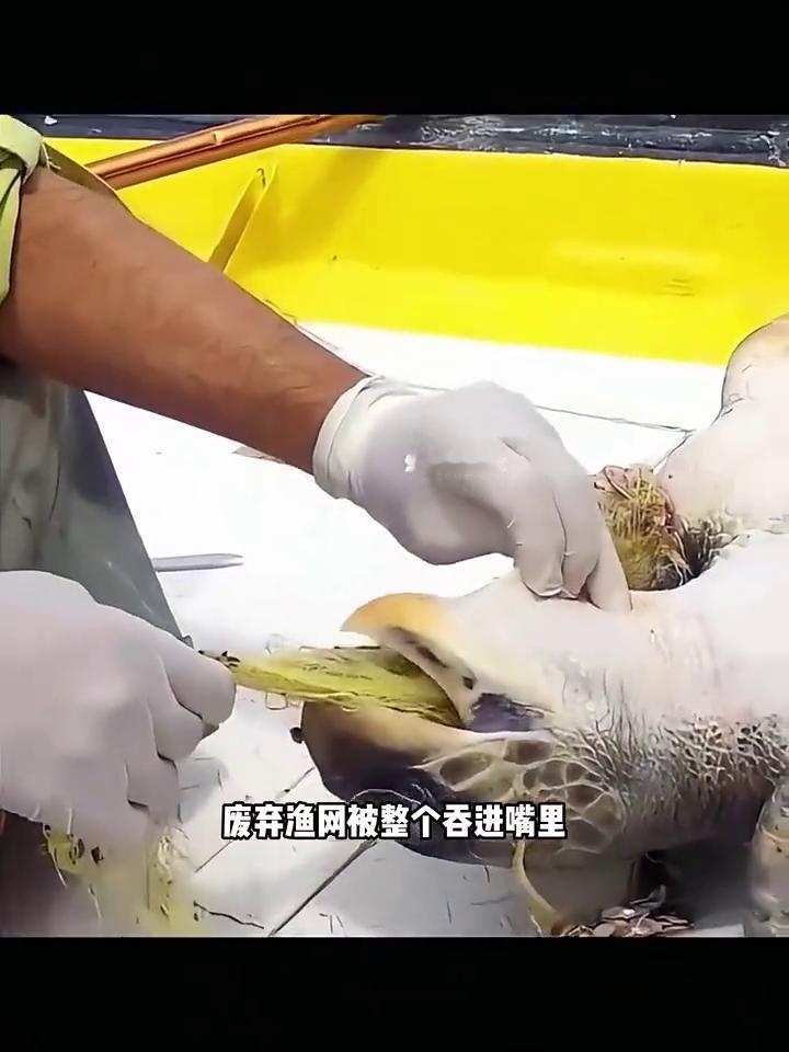 这天渔民大哥出海希望时不小心误捕了一只千年老海龟，它的重量高达四五百斤，龟壳上布