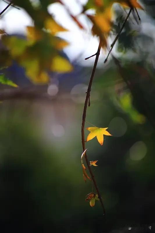 淡定从容的最高境界，大概就是心如止水、安之若素。就像范仲淹说的“不以物喜，不以己