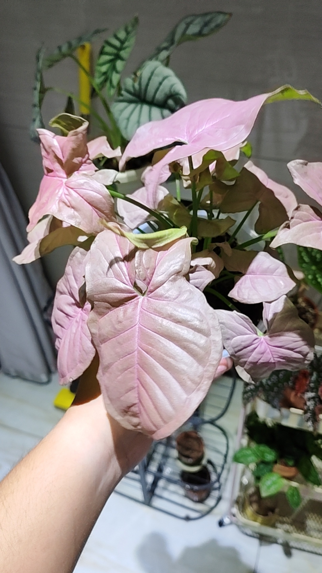 这盆长得好，粉红色大叶子🤩名称：红粉佳人合果芋​​​