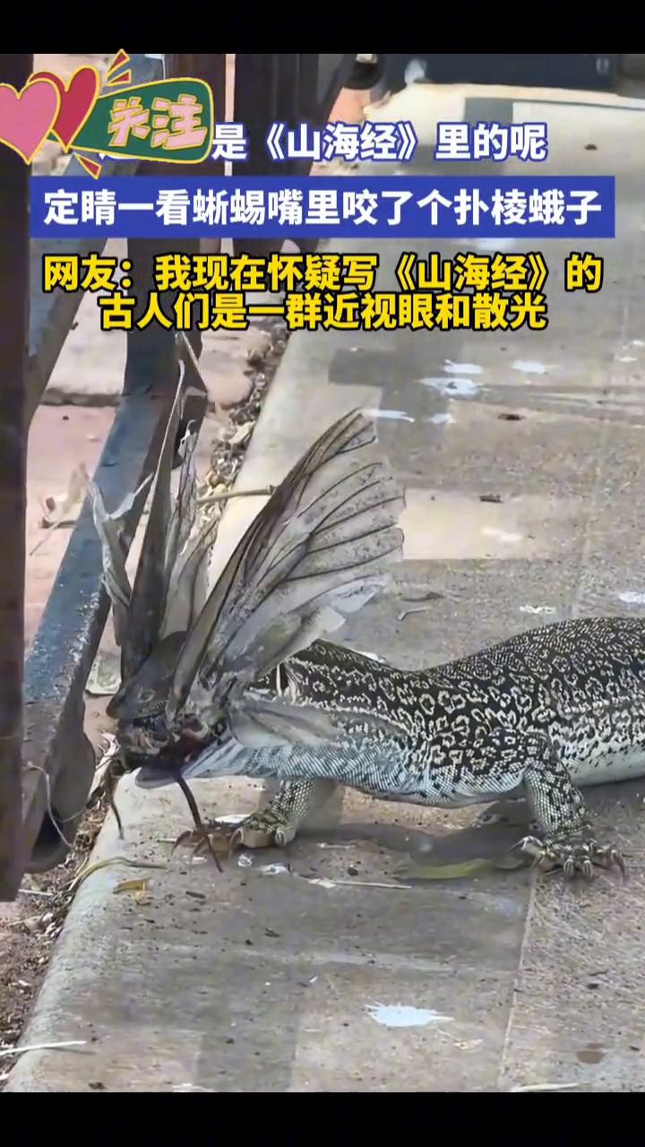 定睛一看蜥蜴嘴里咬了个扑棱蛾子。网友：我现在怀疑写《山海经》的古人们是一群近视眼