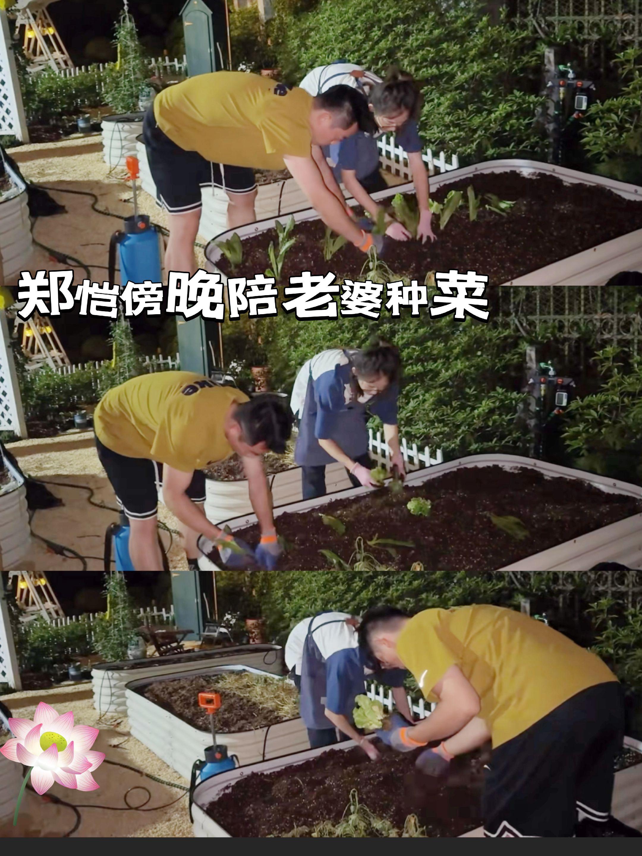 郑恺忙完工作就陪老婆种菜！苗苗分享种菜后续，郑恺帮忙的镜头不多，因为郑...