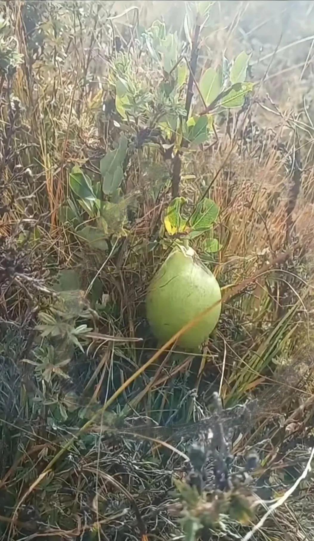 带孩子野外玩时偶然发现一个野果，看着有点像葫芦却叫不上名来，你认得它吗？