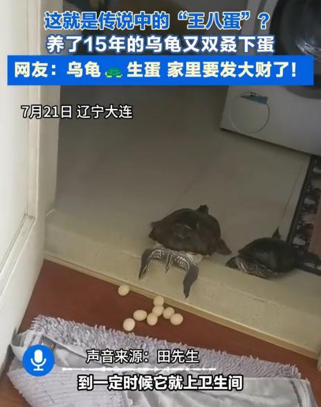 “意外的惊喜！”辽宁大连，一男子去卫生间时，突然发现养了15年的龟倒趴在门槛上，