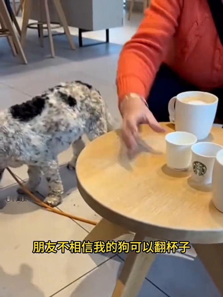 离谱！《真·防爆犬》。有异食癖吧你，你脑袋不嗡嗡吗？朋友不相信我的狗可以翻杯子
