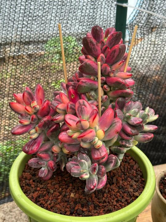 我的新宠
