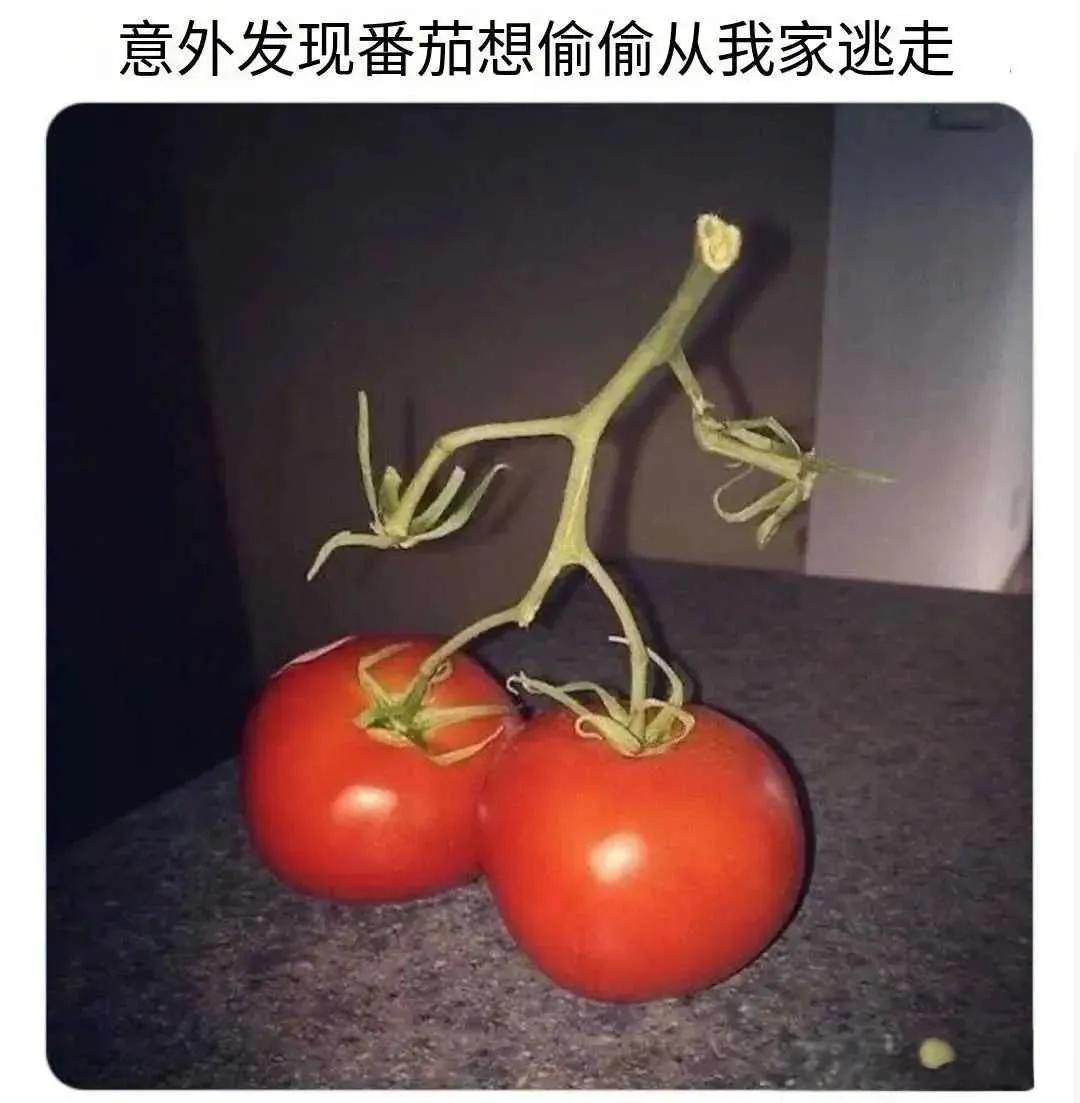 一只想要逃跑的西红柿🍅[呲牙笑]