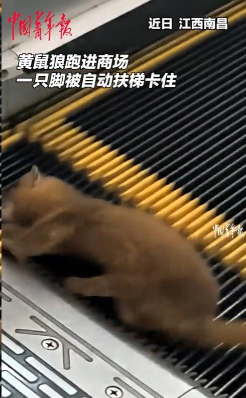 “这下解释不清了！”近日，江西南昌，女子逛商场时，在扶梯上遇到一只黄鼠狼，它的爪