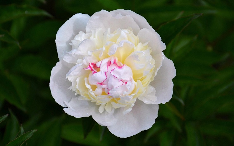 男人放不下旧情人，往往就这3个原因：1、不甘心感情没结果，内心不能释怀；2、