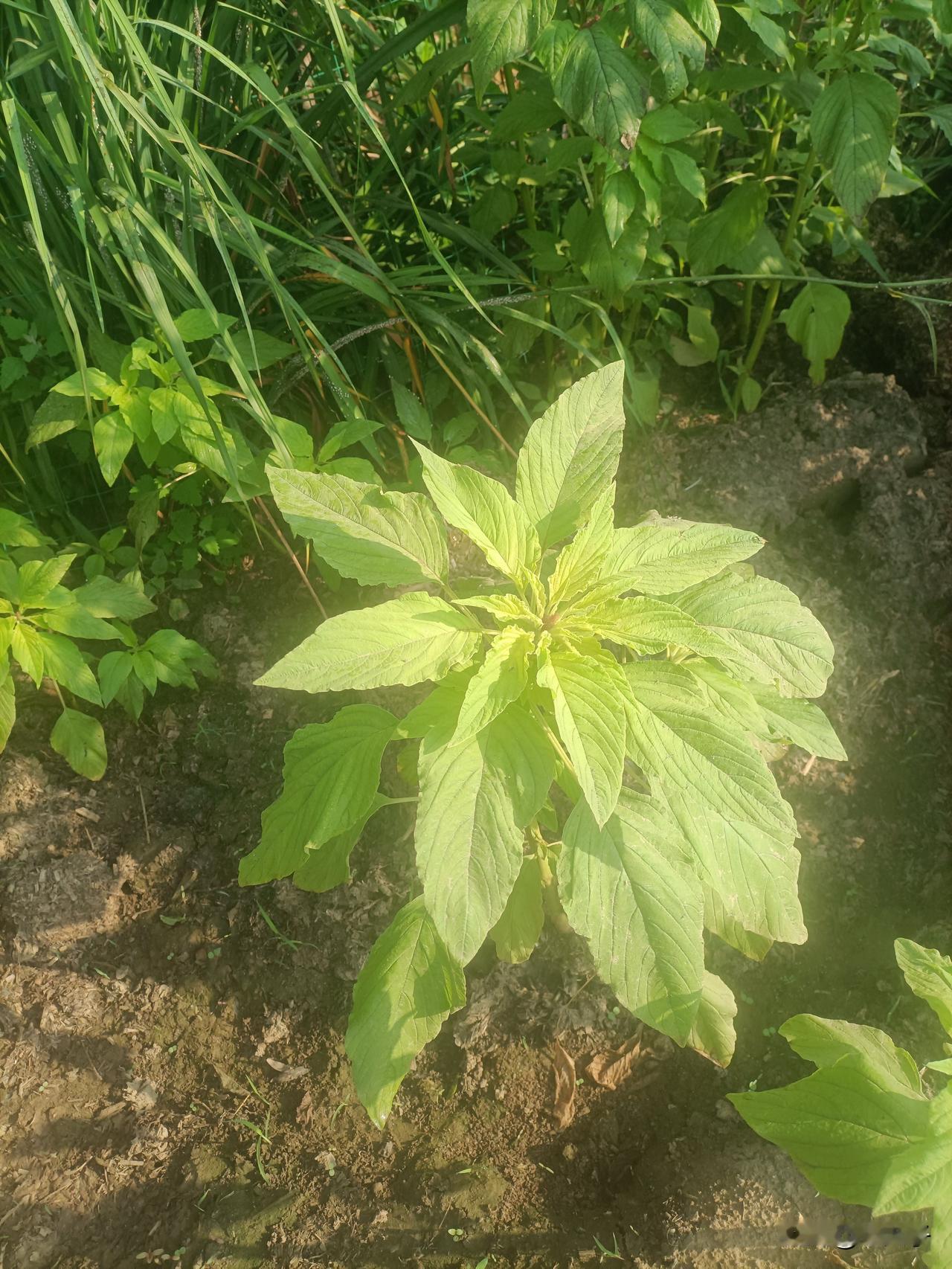 东北方言之（750）西凉谷：这是东北早些年头的一种植物。这种植物的用途不太大