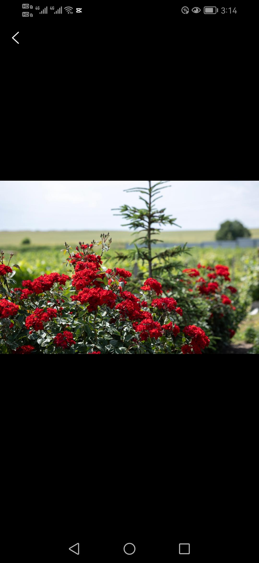 在塔克拉玛干沙漠边缘，10万株玫瑰悄然绽放，治沙人用绿色奇迹回应了“死亡之海”的