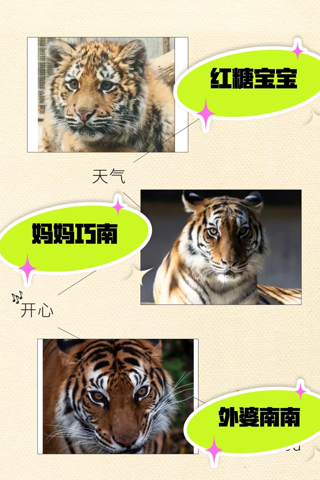 上海动物园大熊猫红糖宝宝一家三代颜值真有意思！外婆和妈妈都是利落的吊梢眼，气
