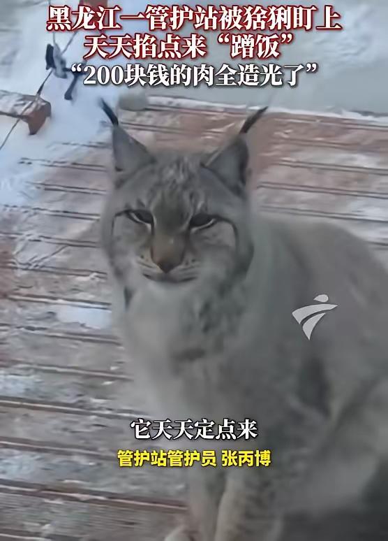 “太有灵性了！”近日，黑龙江大兴安岭，一只猞猁下山觅食，路过检查站时，管护员见它