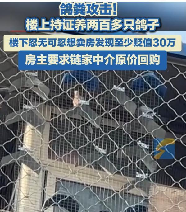 北京，男子斥资235万买了一套房，可因楼上有2个鸽舍，有上百只鸽子，男子不堪忍受