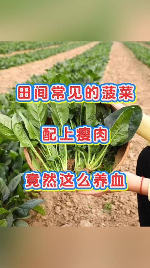 田间常见的菠菜，配上瘦肉，竟然这么养血，担心气血不足？试试菠菜炒瘦肉我是中医