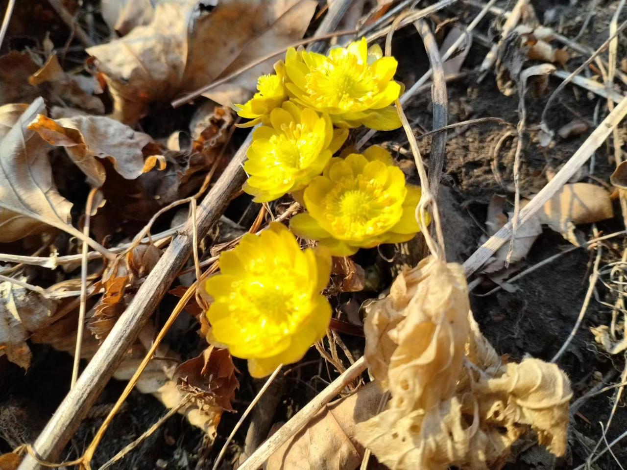 与痛风斗争的历程183早上起床，浑身各关节状态正常，没有明显的疼痛感