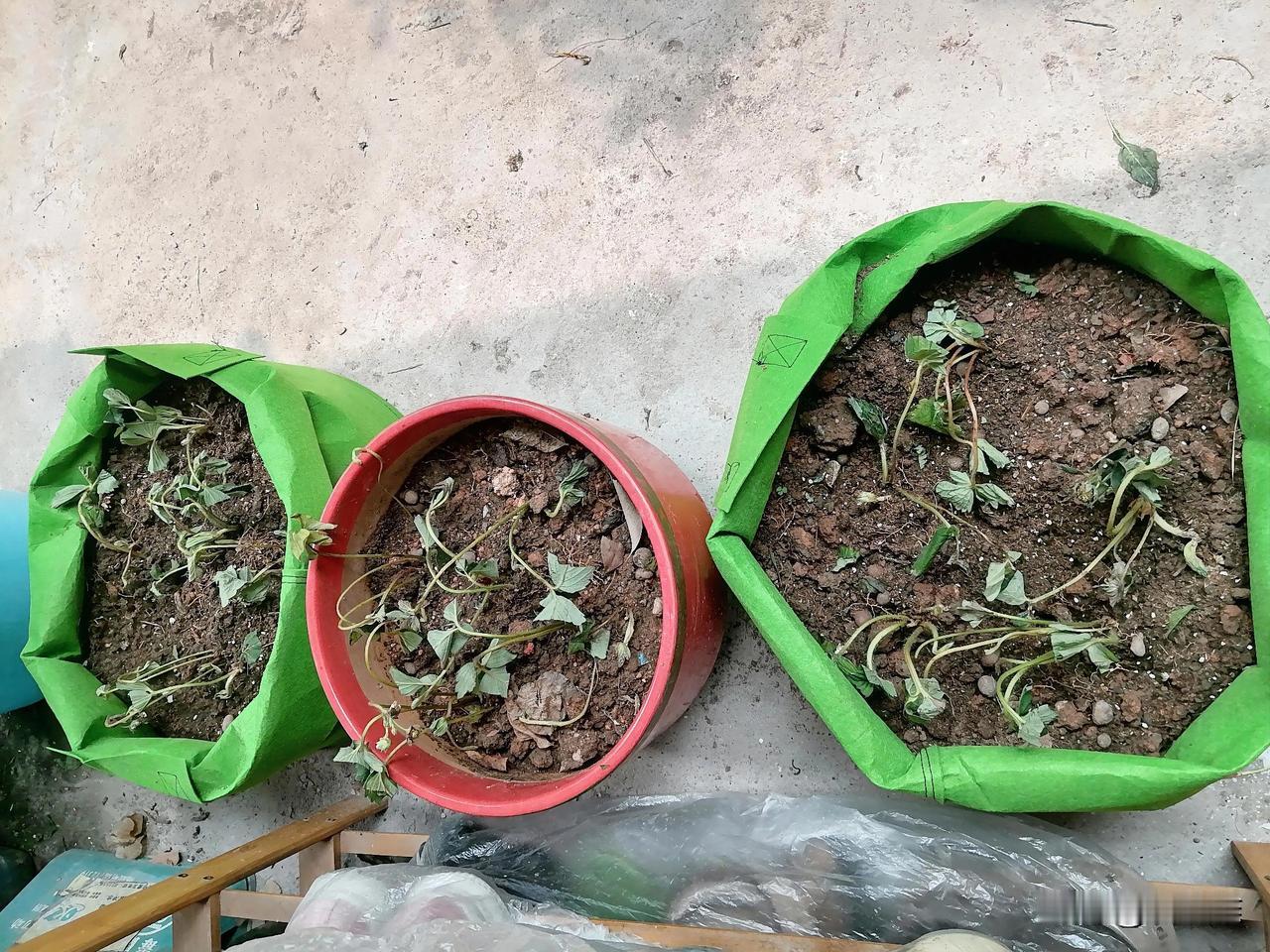 退休第533天，午安！草莓苗栽上以后才知道应该泡一晚根系，让它吸饱水。不