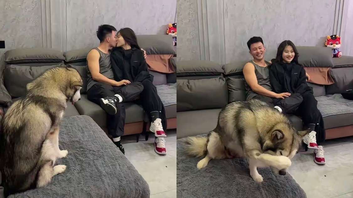 这不就是在欺负单身狗吗