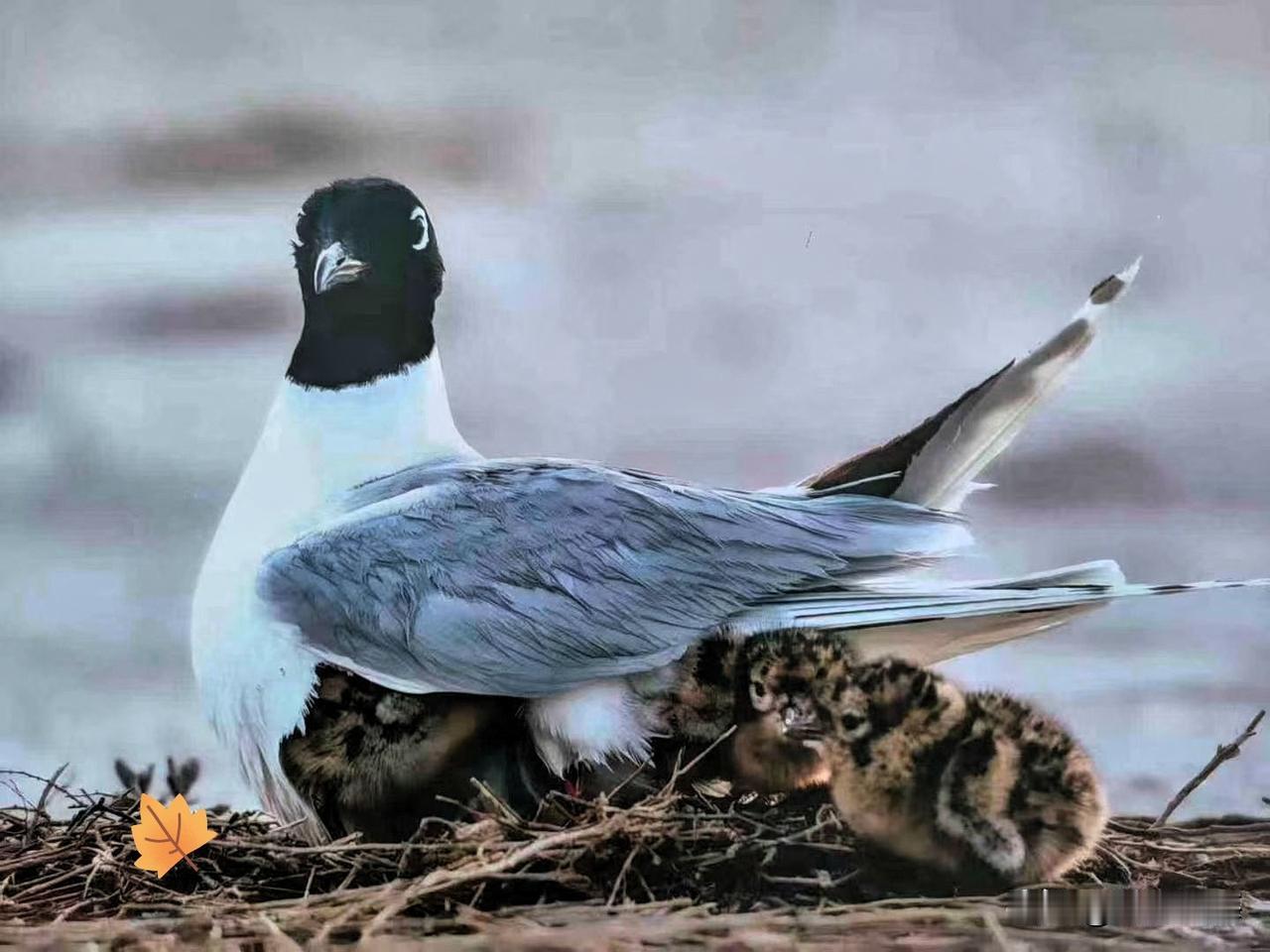 试探一次忍一次，只会换来变本加厉！去年7月，日本军舰在我东海领海逗留超过2