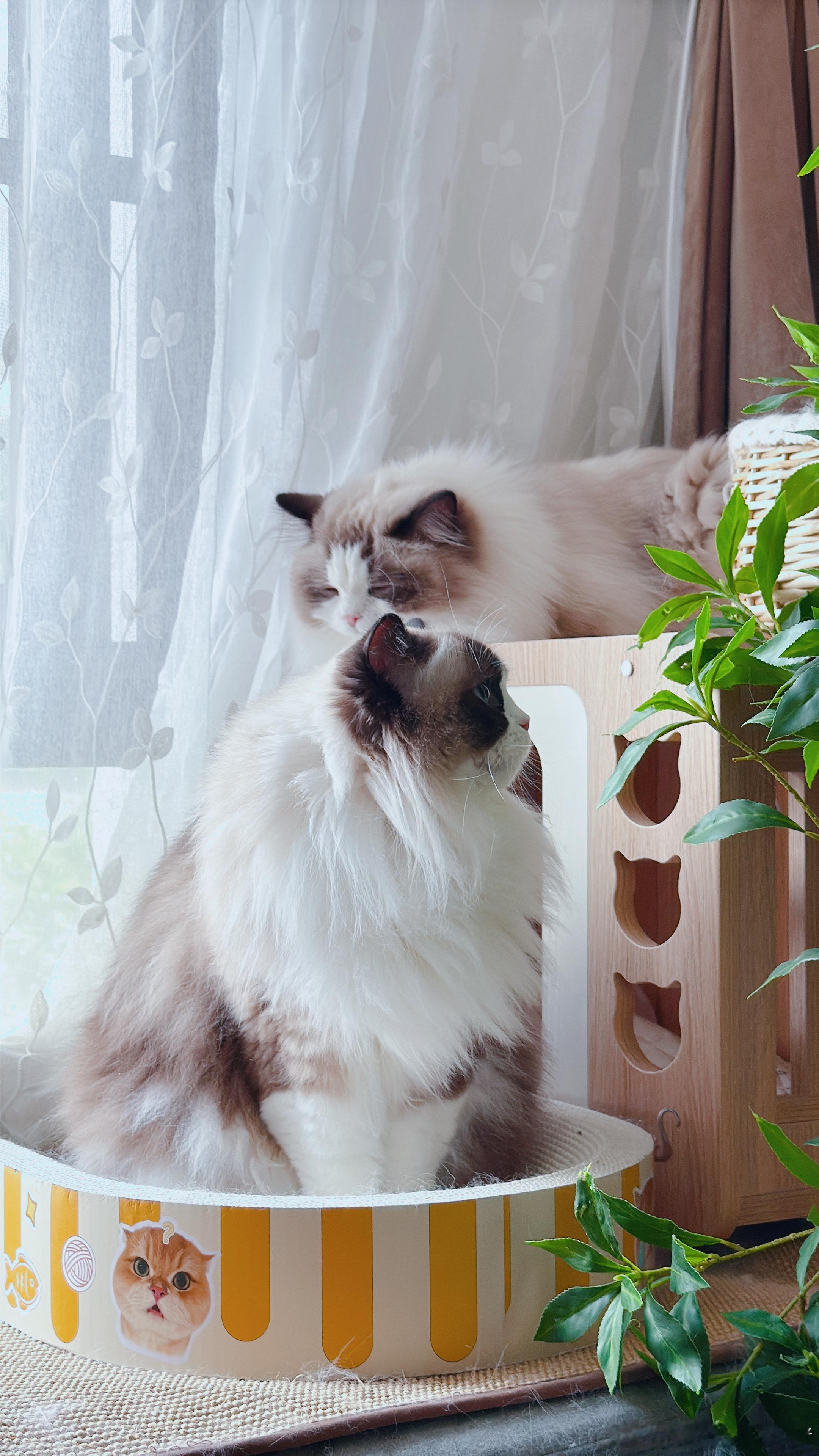 布偶，一种同花色会形成收纳小圈子的小猫咪。海双就喜欢跟海双在一起。​​​