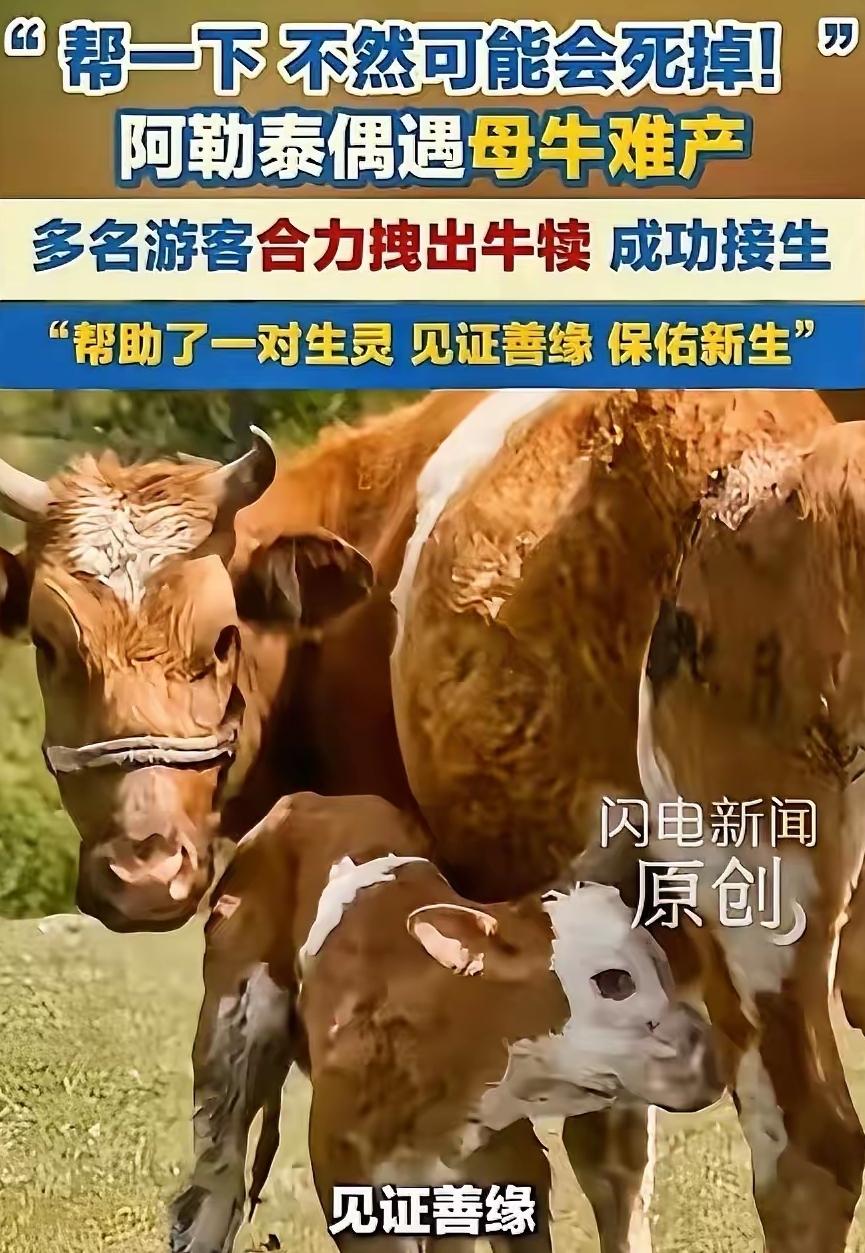 破防了！5月25日，新疆阿勒泰，几名游客在游玩时，偶遇了一头母牛产子，他们在一旁