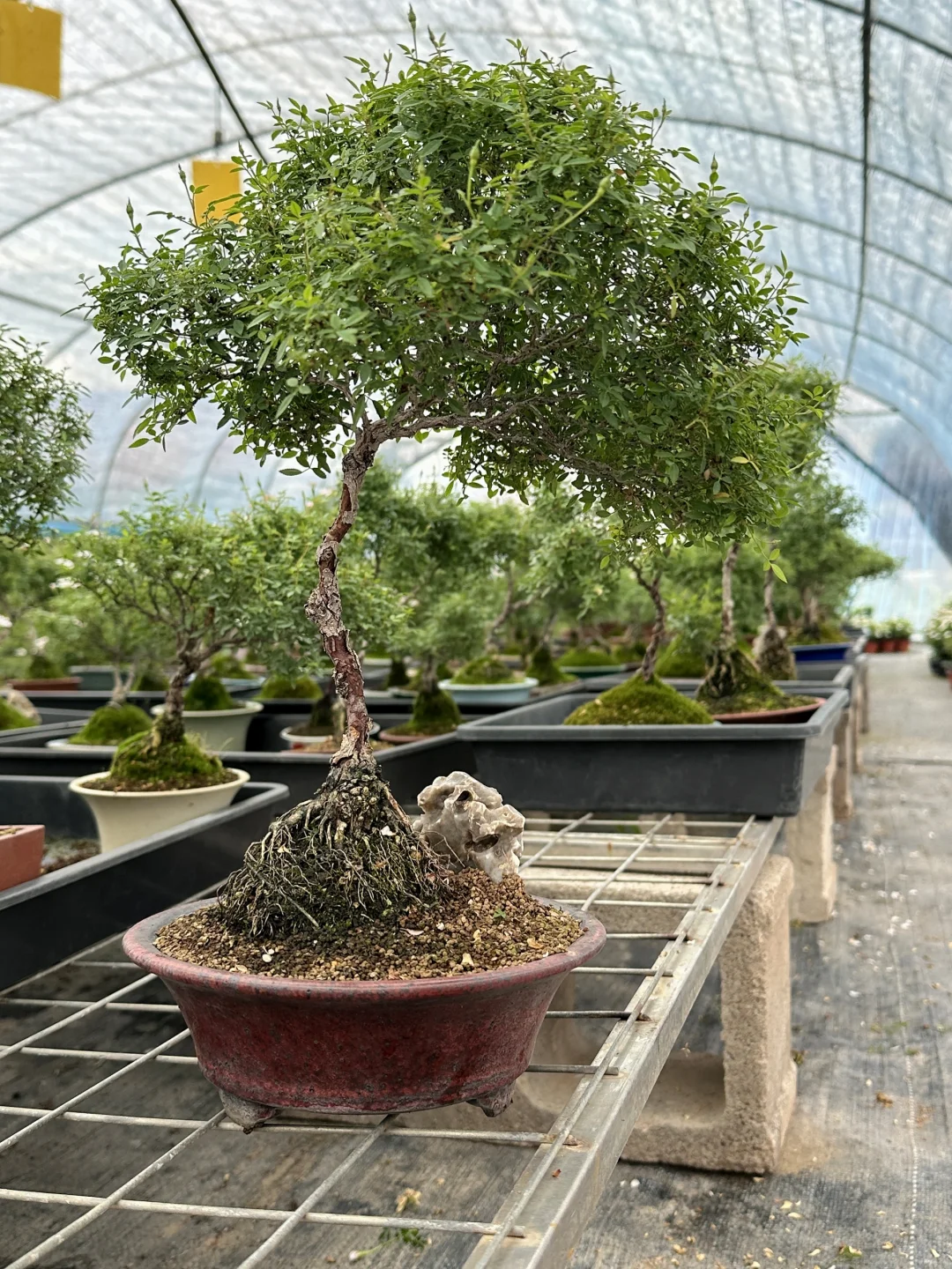 一颗小极品盆景