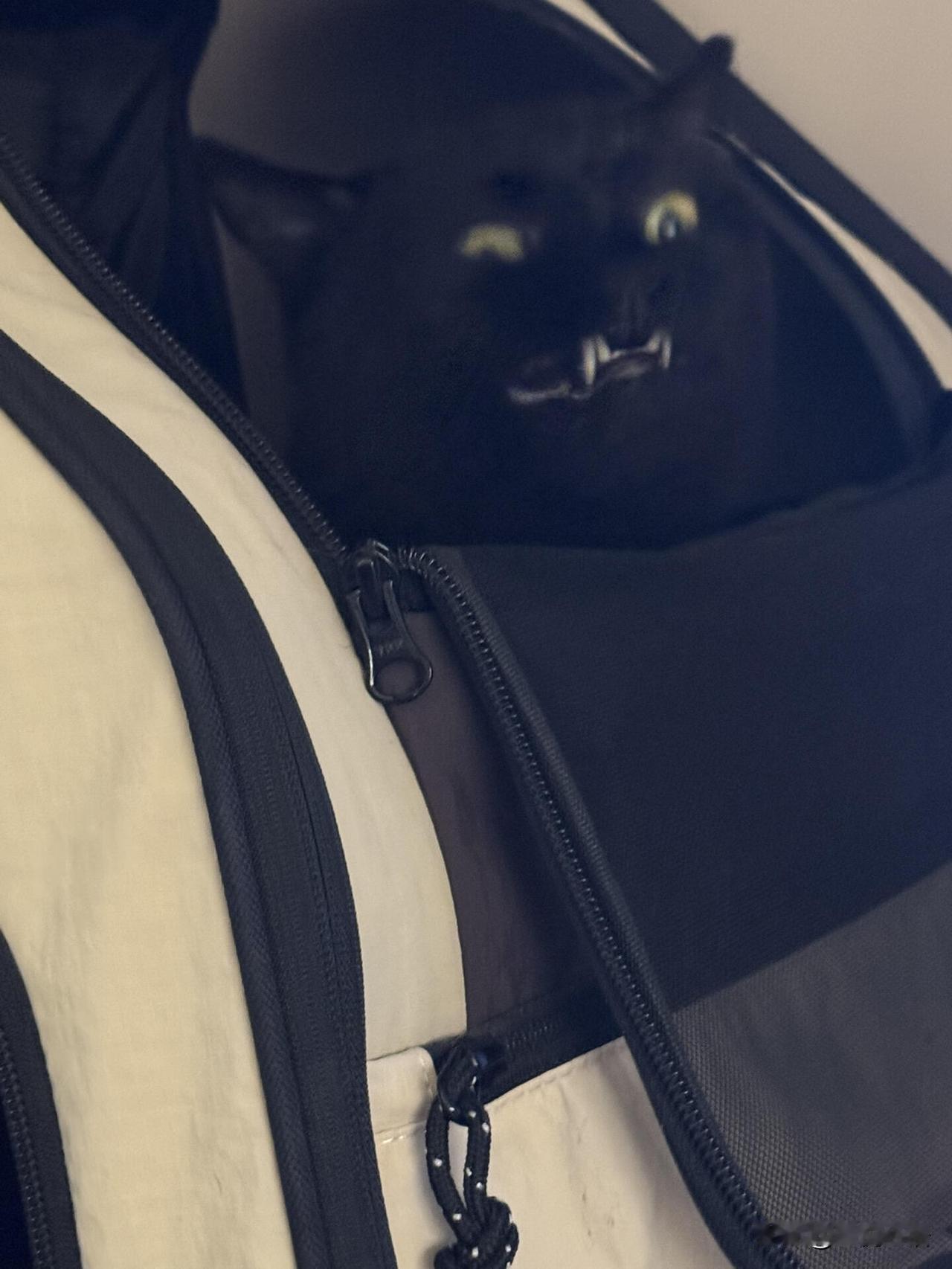 凌晨三点！我家猫把我老公屁股🍑咬出尖叫我家咪大师前几天闹了个大乌龙出门