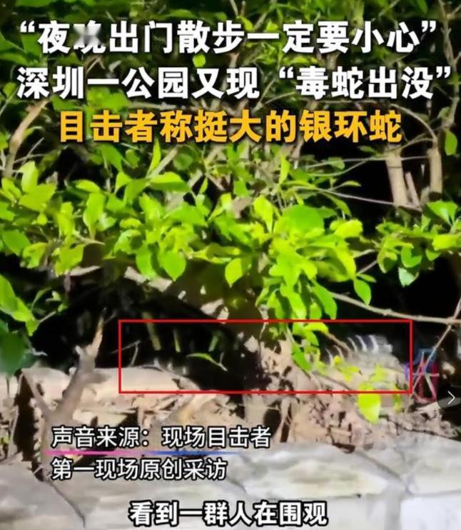 深圳市区现剧毒银环蛇！目击者：这么大、这么毒，一定要小心！近日，有市民发布视频称