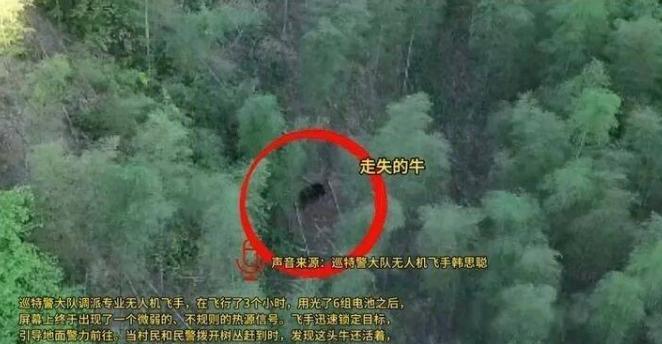 绝境坚守20天！杭州建德一头1300斤大黄牛莫名失联二十天，意外被缰绳缠