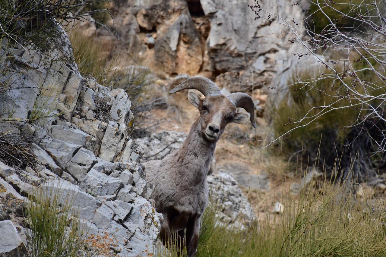 能这么近地拍到大角羊也算是意外。这只雄性大角羊站在岩石上，弯角气场十足，还低头回