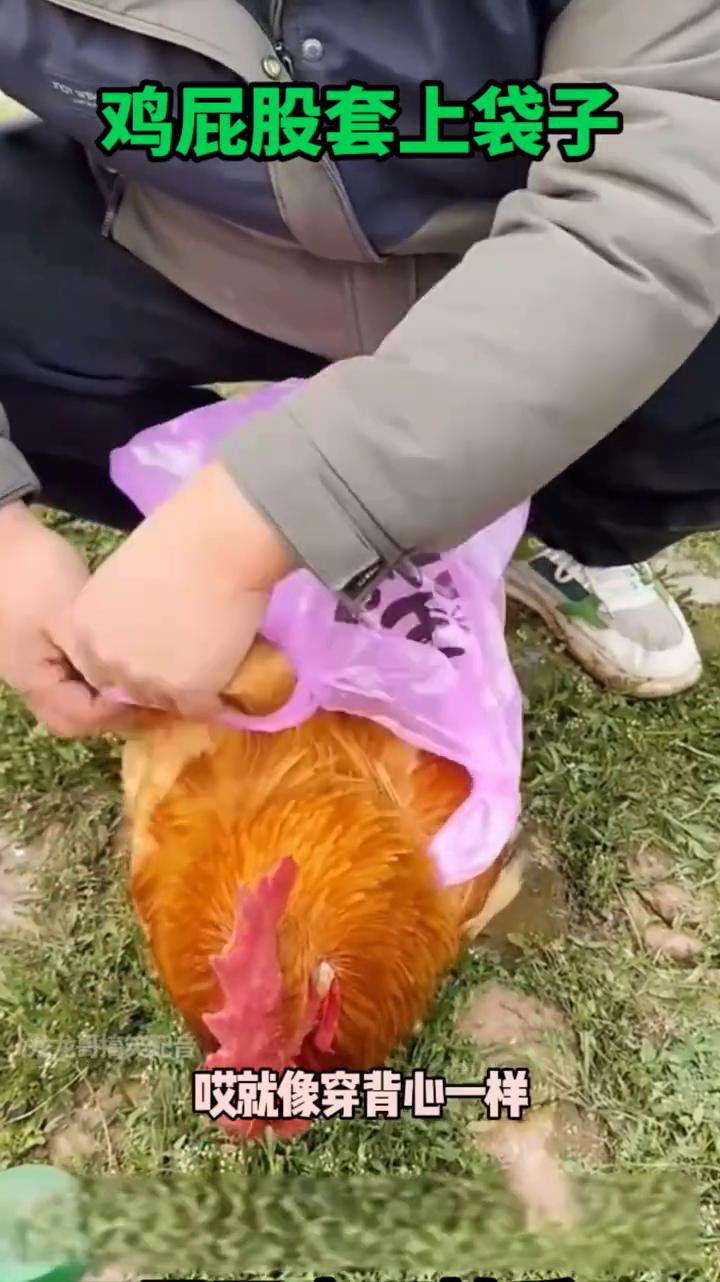 鸡屁股套上袋子下蛋再也不怕丢了。你们看好了，只教一遍，学不会可别怪我。·把塑