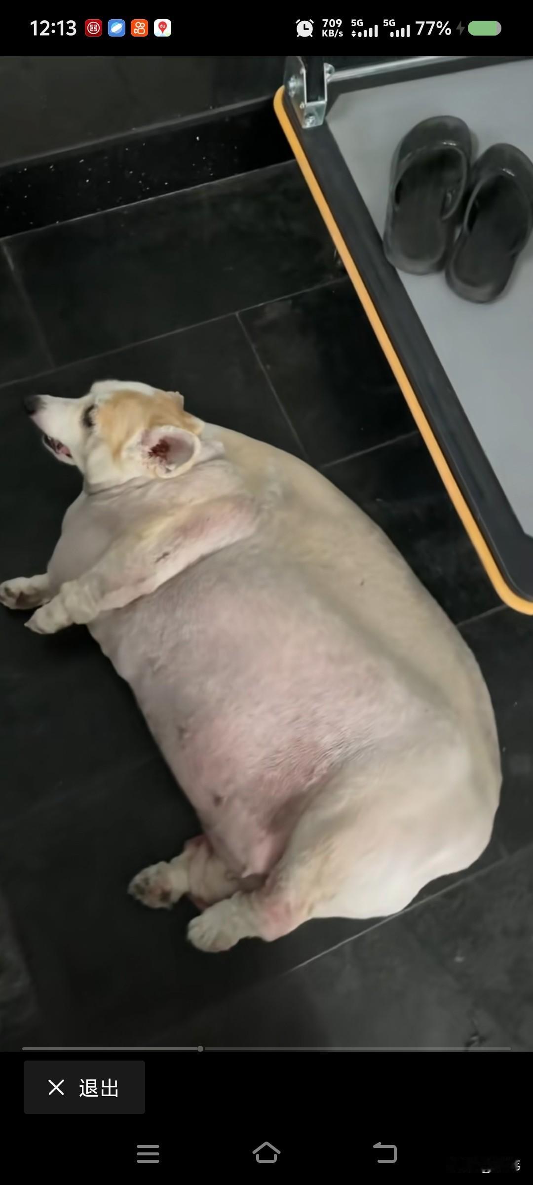 这还是狗吗？简直比猪还要胖了啊，怎么能把狗狗味到这么胖的？要知道它曾经是一只流浪