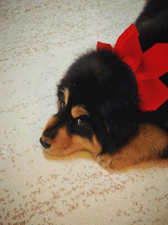 原来杜江霍思燕家里真正搞事业的是这只狗子！霍思燕带着蒙古獒拿奖拿到手软了吧，狗狗