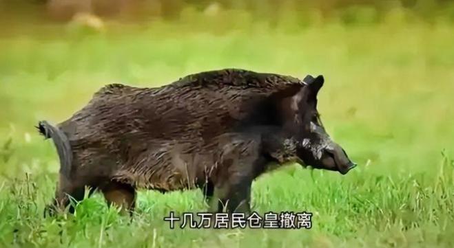 日本核污水已经排了14万吨！福岛"超级猪"又炸了，你敢信？朋友们，日本福岛又出"