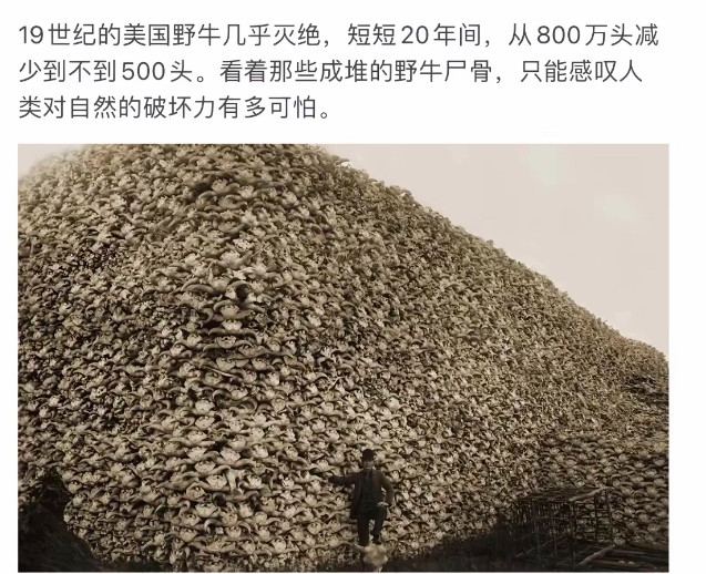 人类对自然的破坏有多可怕，看看19世纪美国野牛灭绝堆